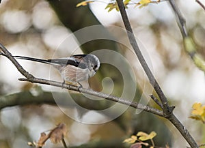 Long Tailed Tit in Autumn