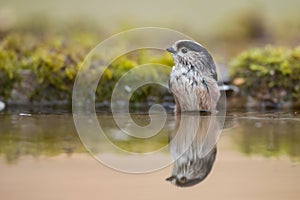 Long-tailed tit bathing in waterpool, Andalusia, Spain