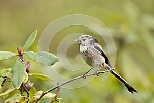 Long-tailed Tit with a beak full of insects