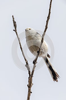 Long-tailed Tit bird