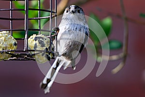 Long tailed Tit bird on a feeder
