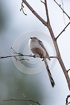 Long tailed tit bird