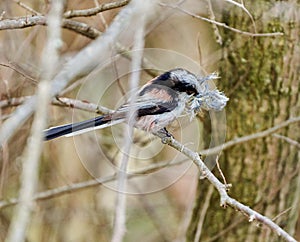 Long-tailed tit building nest
