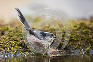 Long-tailed tit drinking from waterpool, Andalusia, Spain