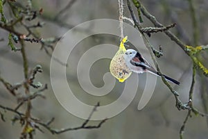 Long-tailed tit holding on the fat ball