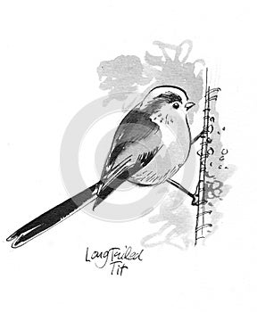 Long Tailed Tit illustration