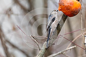 Long-tailed tit insectivorous passerine bird woods and countryside