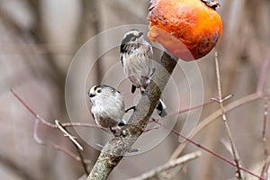 Long-tailed tit insectivorous passerine bird woods and countryside