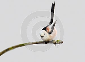 Long tailed tit with a joyfully uptight tail isolated on grey blurred background.