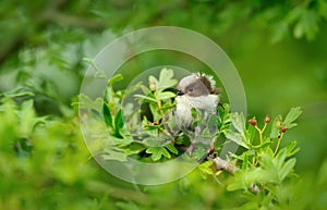 Long tailed tit juvenile perched on a tree branch in spring