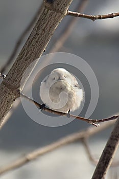 Long - tailed tit