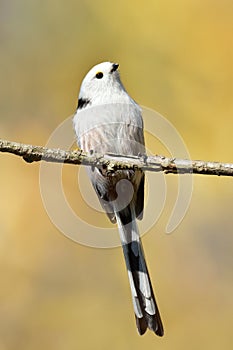 Long tailed tit in natural habitat (aegithalos caudatus)