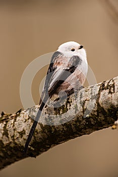 Long-tailed tit on the oak branch