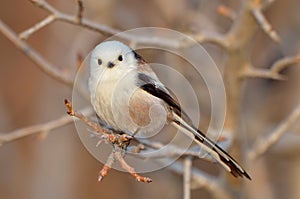 Long tailed tit outdoor (aegithalos caudatus)