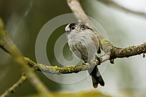 A Long-tailed tit on a perch