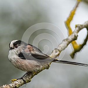 A Long-tailed tit on a perch