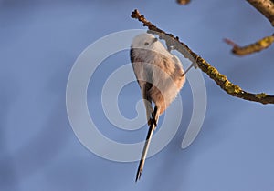 A Long-tailed tit on a perch