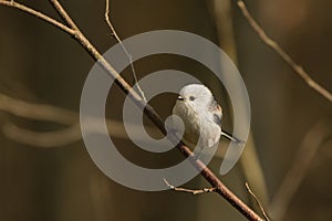 A Long-tailed tit on a perch