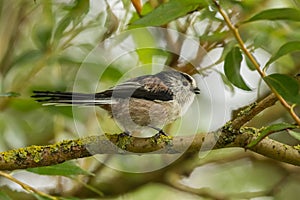 A Long-tailed tit on a perch