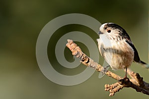 Long tailed tit