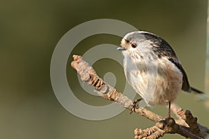 Long tailed tit