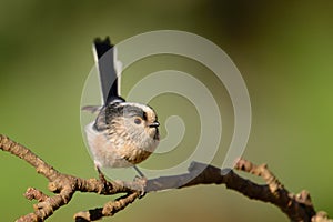 Long tailed tit