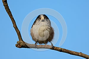 Long tailed tit