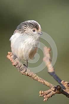 Long tailed tit