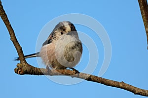 Long tailed tit