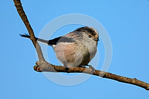 Long tailed tit