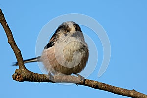 Long tailed tit