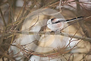 The long-tailed tit perching