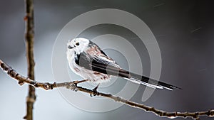 Long-tailed tit perching and in profile