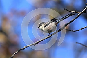 Long-tailed Tit