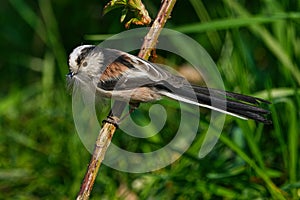 Long-tailed tit, Scientific name: Aegithalos caudatus