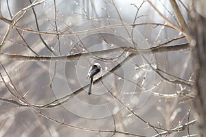 Long-tailed tit sits on a tree branch in spring