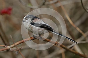 A Long-tailed tit up close perched