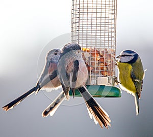 Long Tailed Tits and Blue Tit perched on feeder