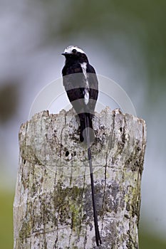 Long-tailed Tyrant  840201