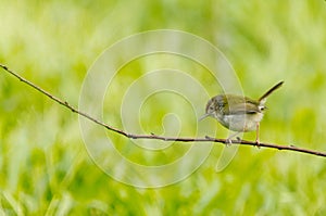 A long-tailed warbler bird