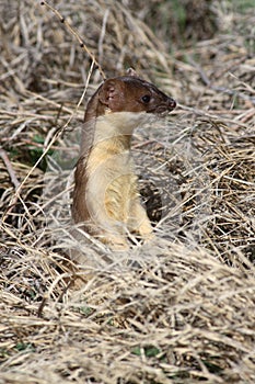 Long-tailed weasel