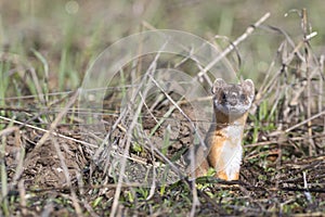 Long-tailed weasel on grass in early spring