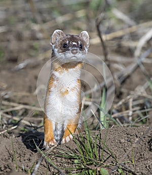 Long-tailed weasel on grass in early spring