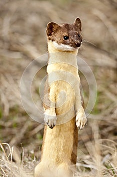 Long Tailed Weasel. photo