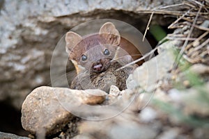 Long Tailed weasel with Mouse