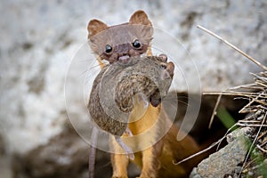 Long Tailed Weasel with Mouse