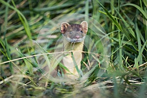 Long-tailed Weasel (Mustela frenata)