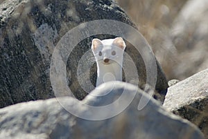 Long-tailed weasel in winter coat