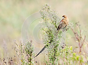 Long tailed widow bird