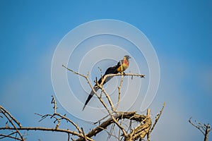 Long tailed widow bird perched on a tree in a game reserve in South Africa